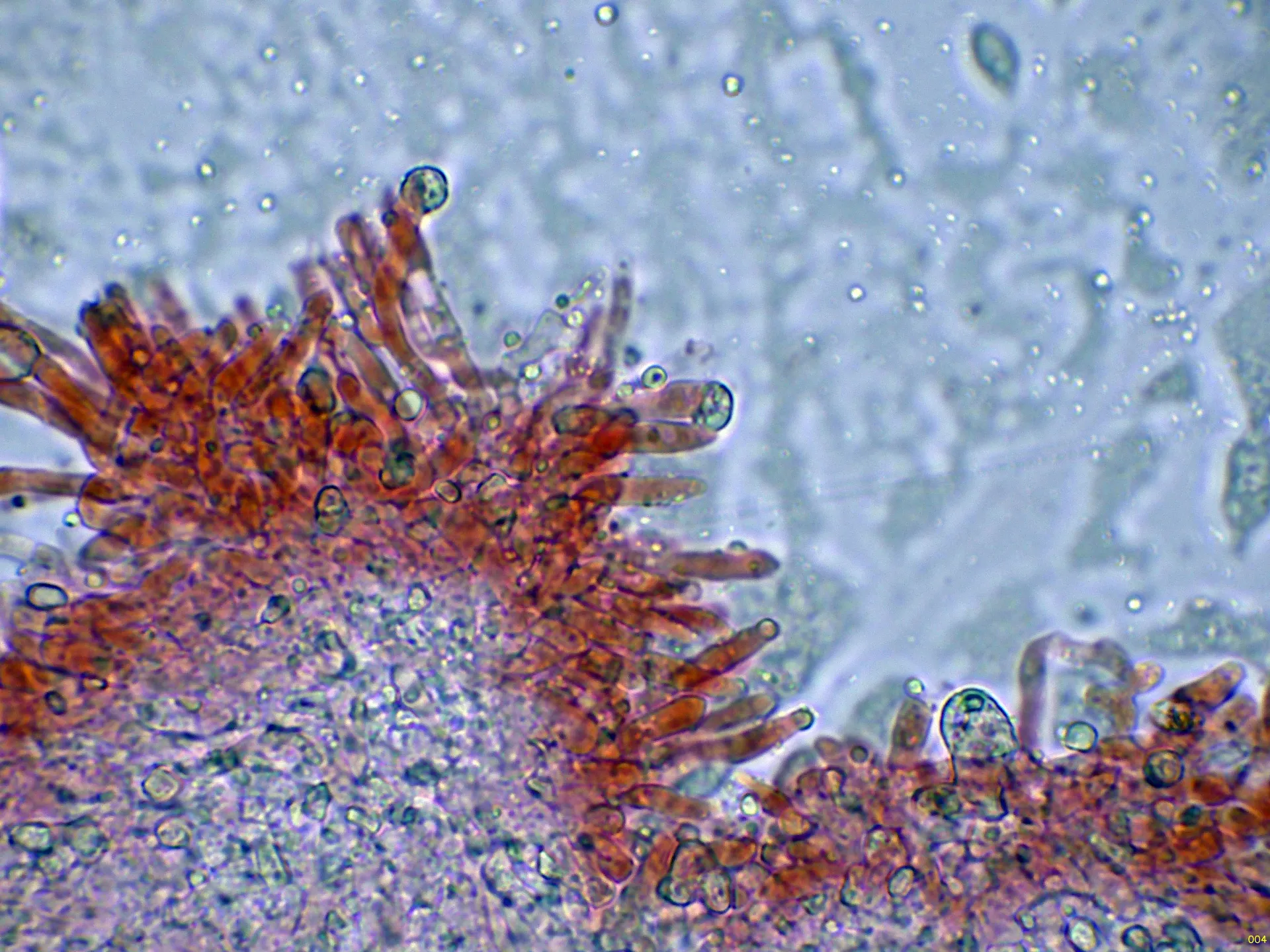 Microscopía de Meruliopsis taxicola - 10 - Himenio-004